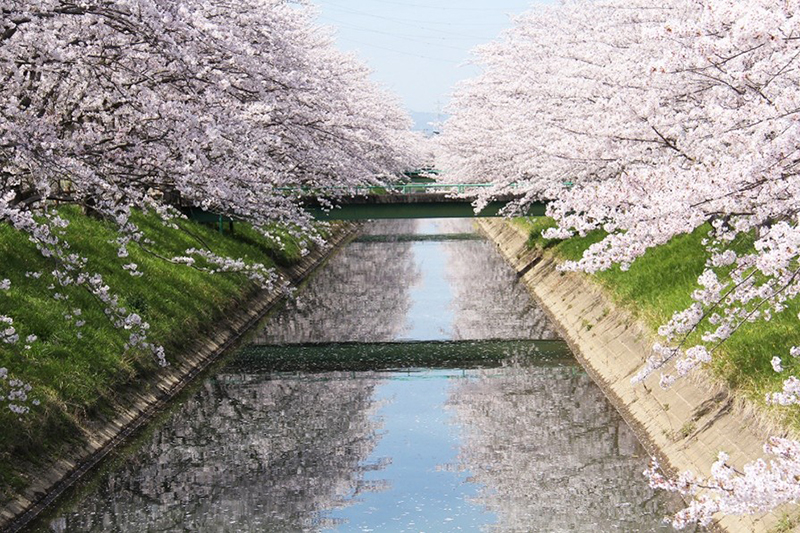 安八町中州川　千本桜