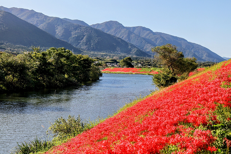 津屋川彼岸花